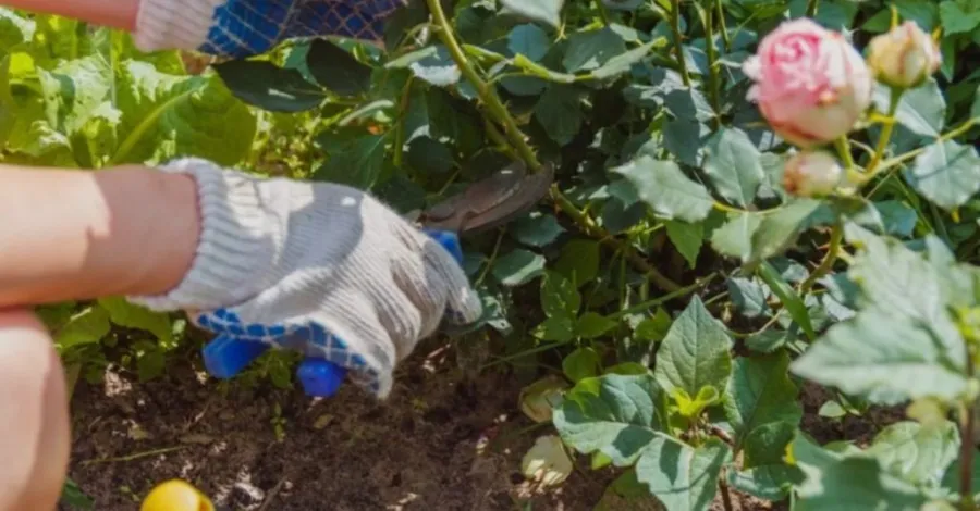 When to trim rose bushes