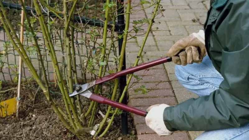 What is the best time of year to trim rose bushes