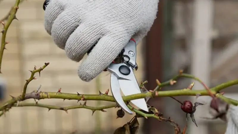 When to trim rose bushes by rose type