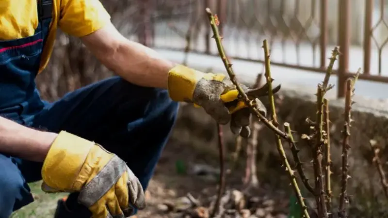  signs when to trim rose bushes