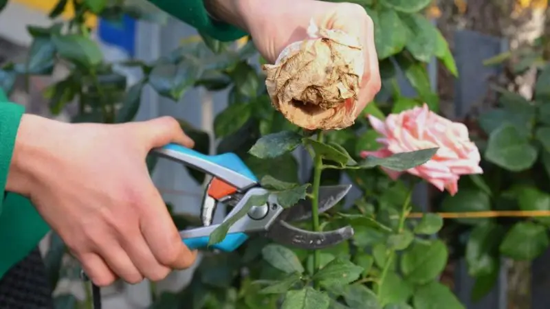 How to trim rose bushes correctly