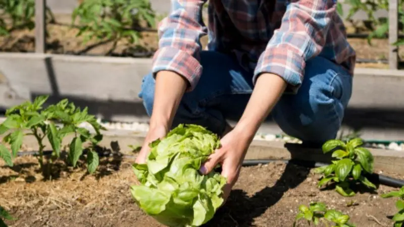 Importance of washing lettuce 