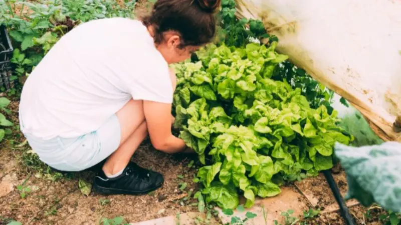 When to wash the lettuce 