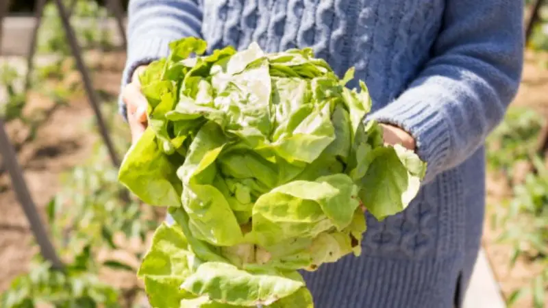 Guide on how to wash the lettuce 