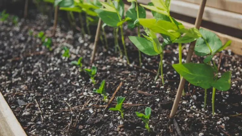 best soil mix for raised garden beds