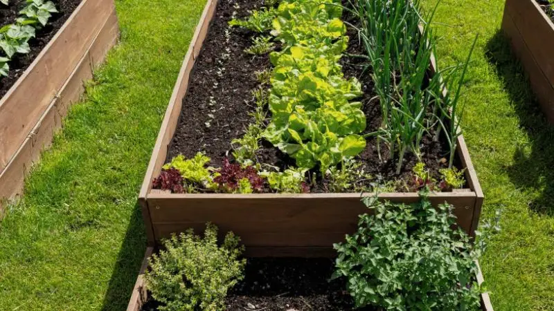 What to plant in raised garden beds