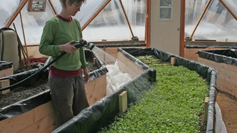 How to maintain your garden bed greenhouse