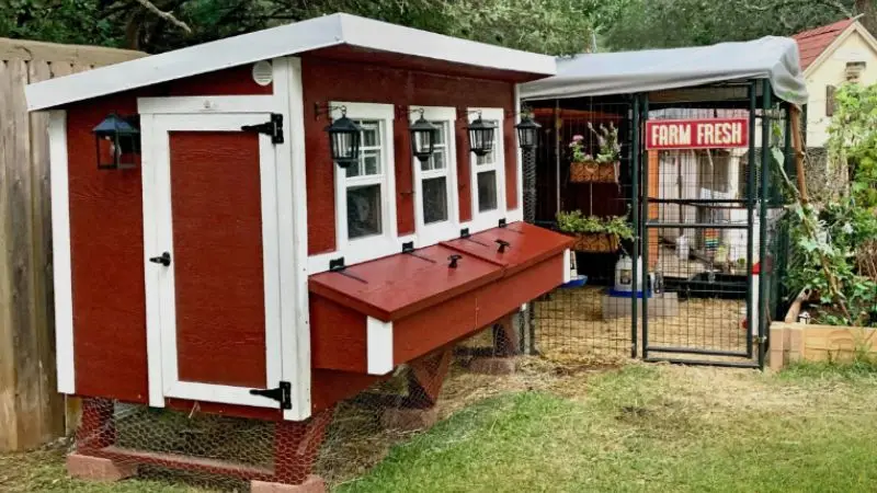 How to keep your chicken coop safe from predators