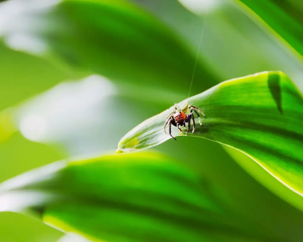 How to spray herbicide safely and effectively