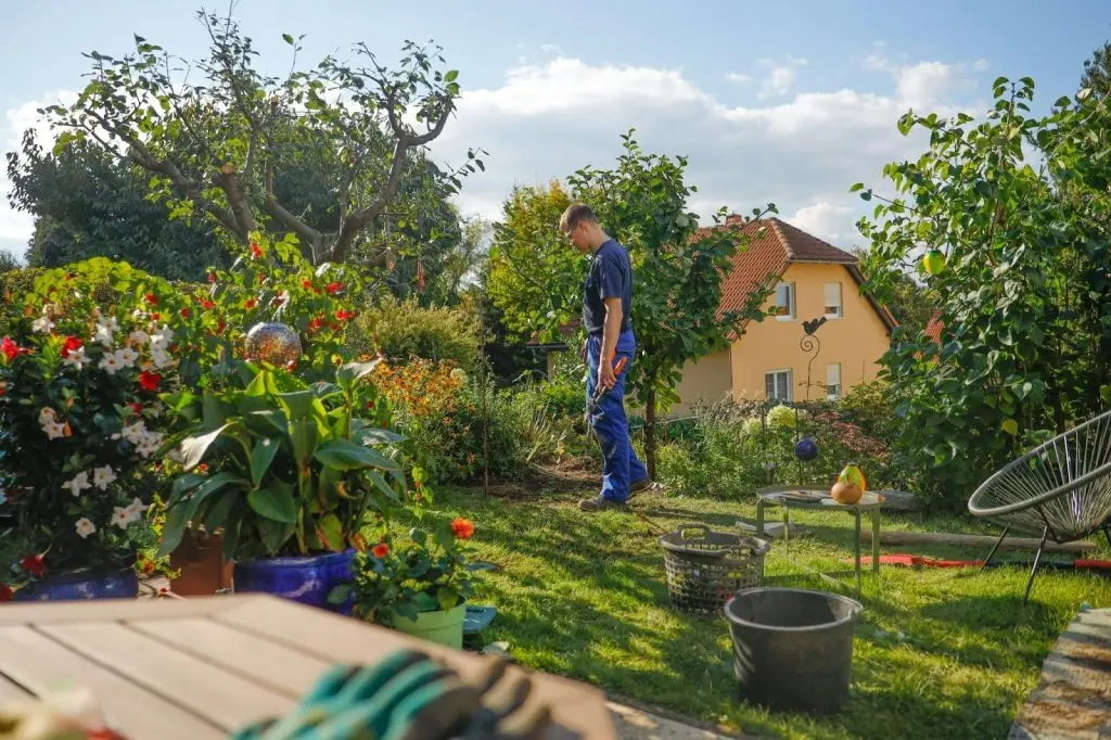 Gardener checking weather conditions before spraying the lawn for weeds