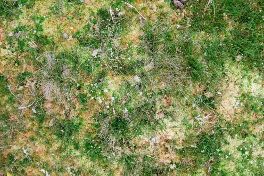 Patch of burned, dead grass caused by herbicide over-spraying error