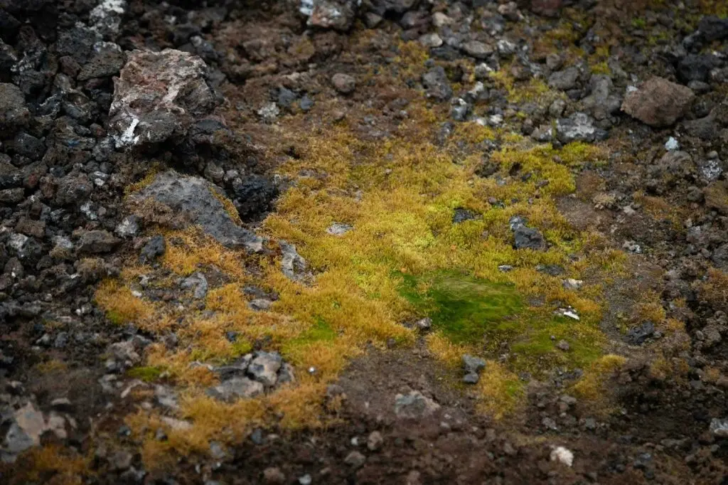 A lawn showing yellow burn marks from excessive or improper chemical application.