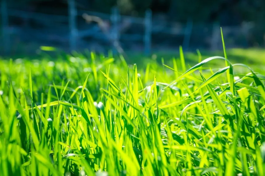 When and How Often to Apply Fungicide to Lawn