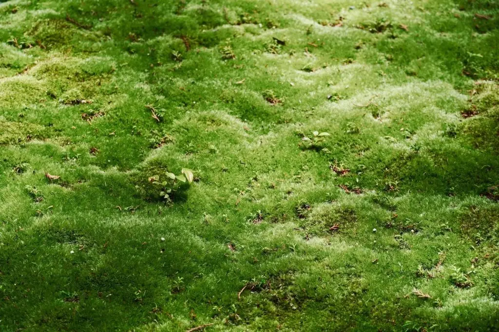 Close-up of a lawn showing signs of fungal disease and leaf spots.