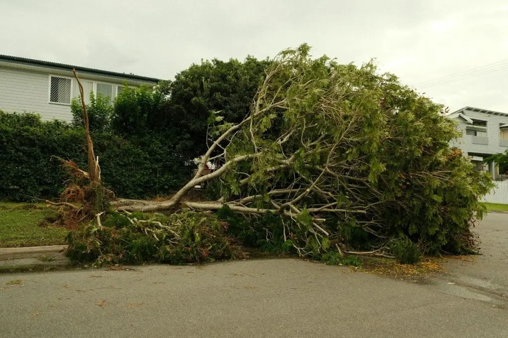 A massive pile of green storm debris and tree branches is organised on a suburban street for removal.