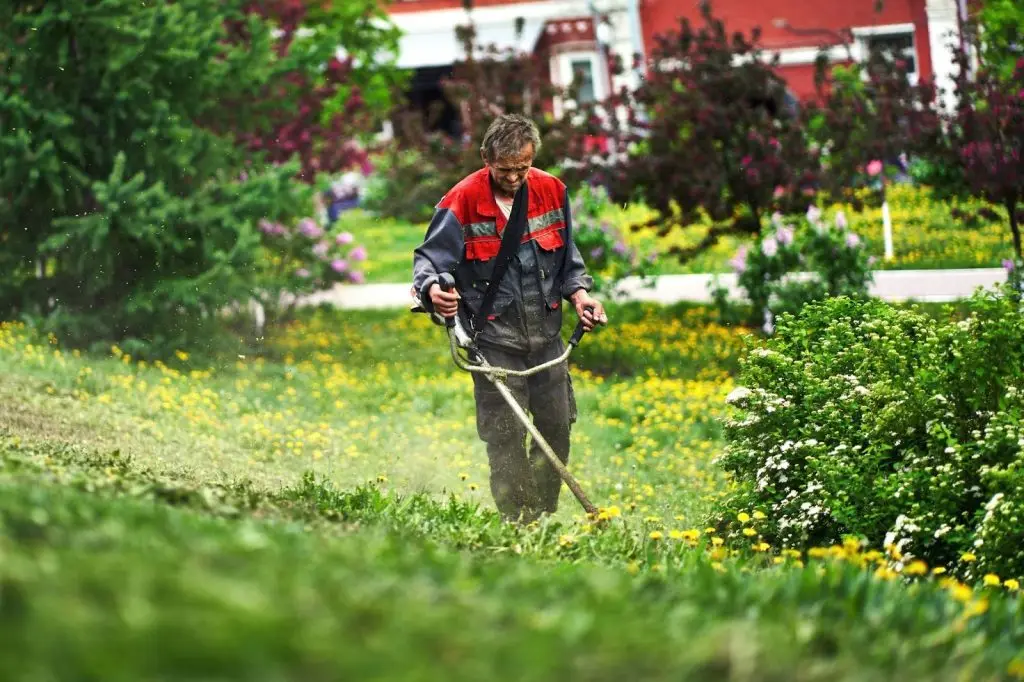 A person using a brush cutter to clear tall weeds and thick vegetation in a large backyard.