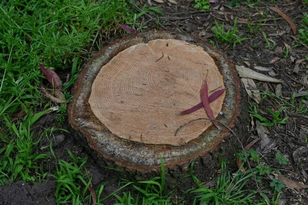 A close-up of a tree stump being removed from the ground with various landscaping tools nearby.