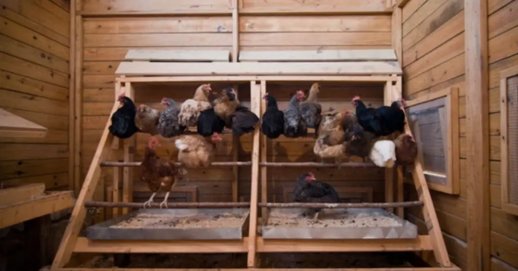 chicken coop layout inside​