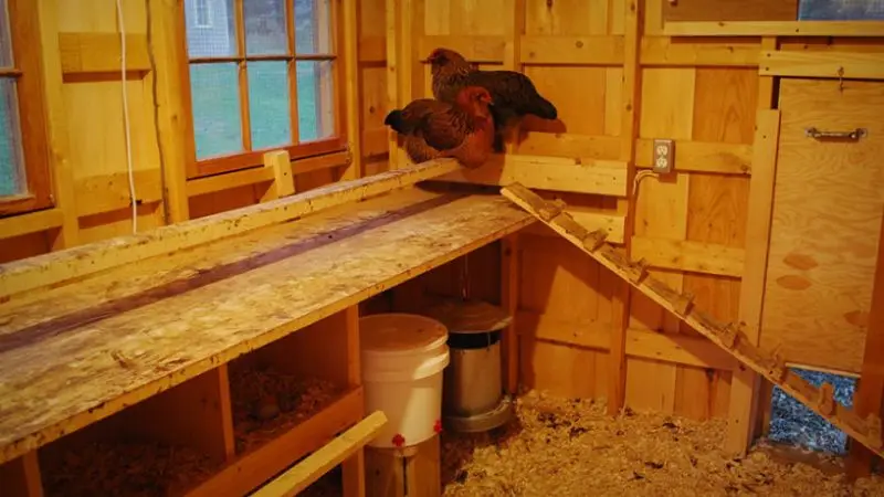 seasonal adjustments to the chicken coop layout inside