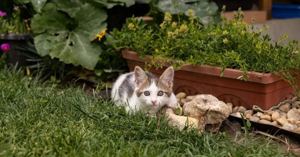 how to keep cats off garden beds​