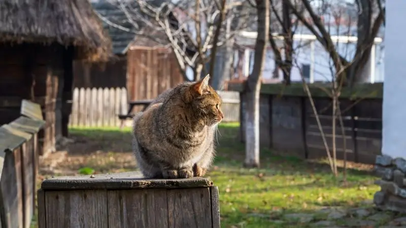  Is it safe to keep your cat out of the garden bed