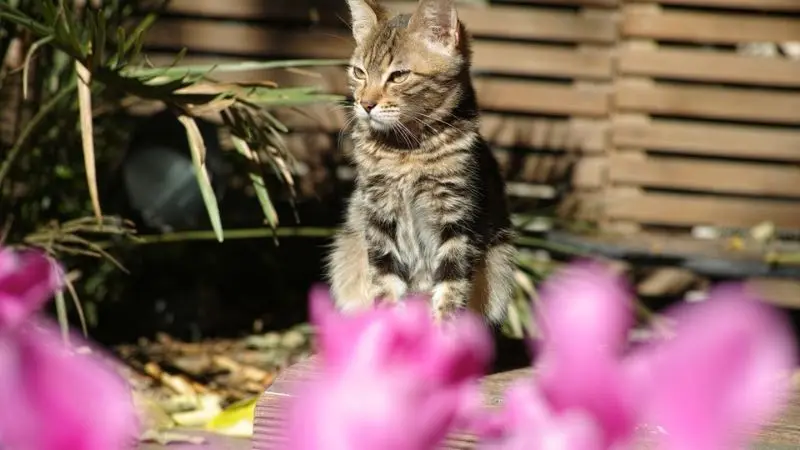  physical barriers that will keep your cat out of the garden