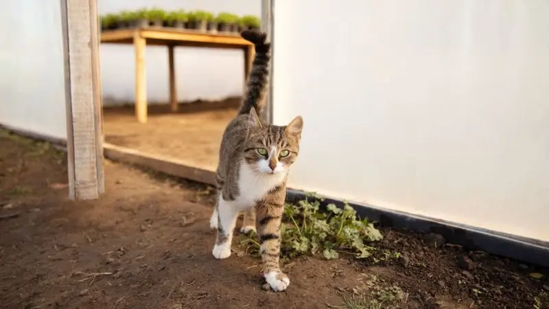 DIY cat deterrents you can make