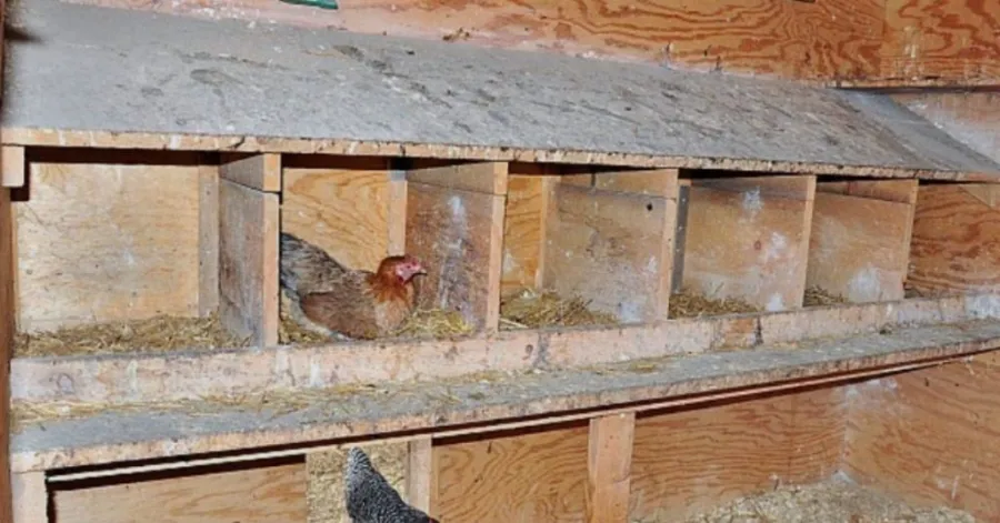 chicken coop with nesting box​