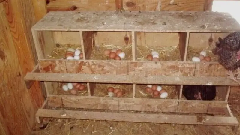 best nesting box design ideas for your chicken coop