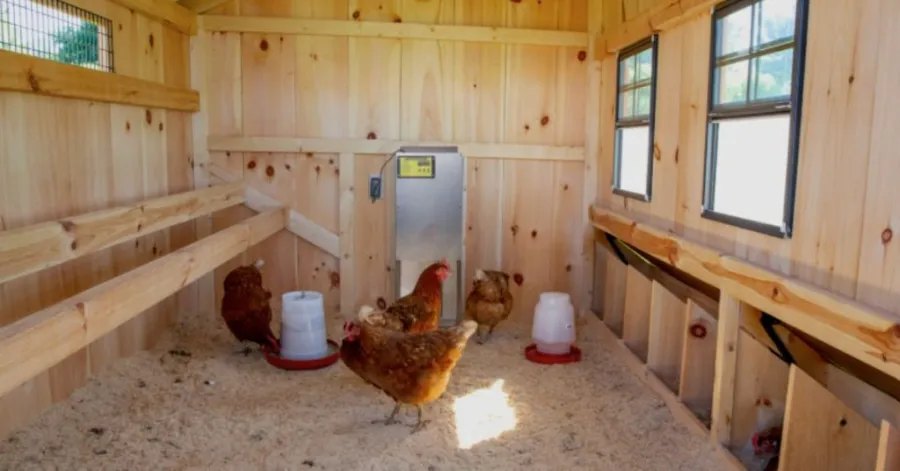 convert garden shed to chicken coop