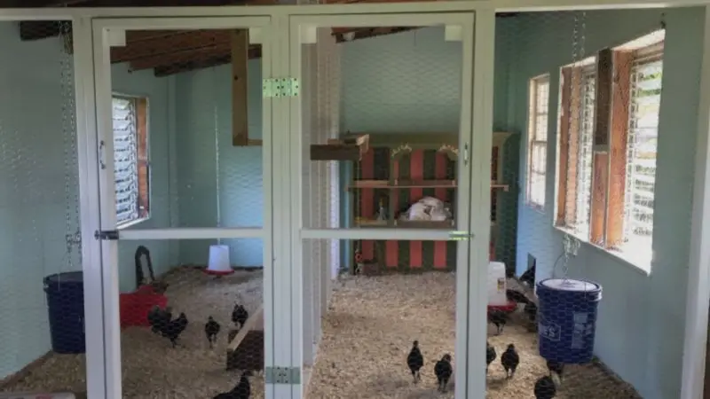 essential accessories for a garden chicken coop