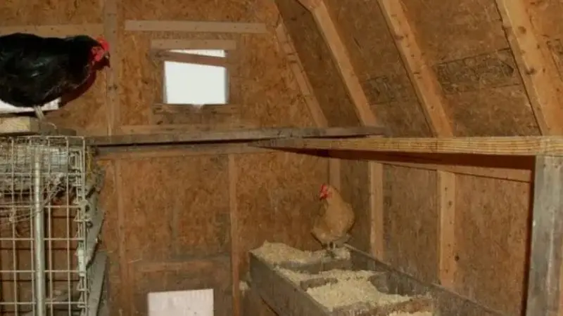 flooring options when converting a garden shed into a chicken coop