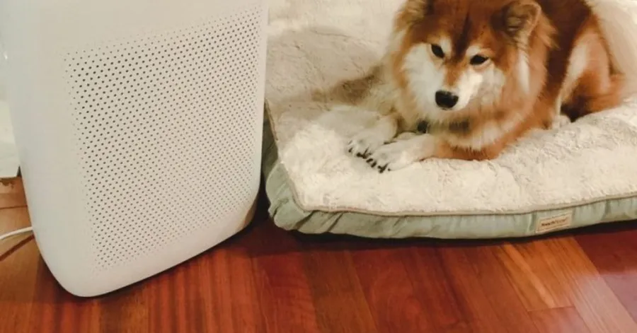 how long to wait after using the ozone generator​