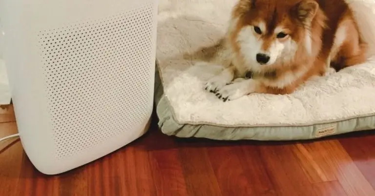 how long to wait after using the ozone generator