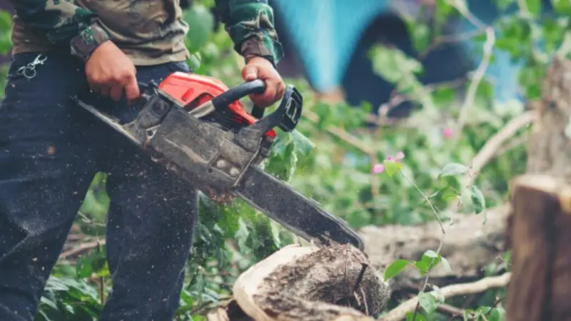 Best time to trim an acer tree