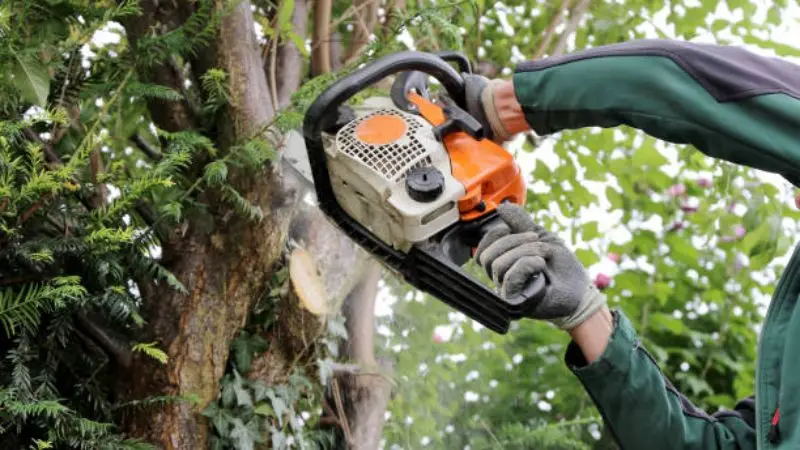 Best time to trim an acer tree
