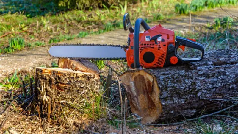 Step-by-step trimming of an acer tree