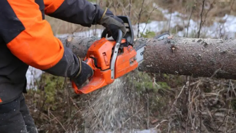 Mistakes to Avoid when Trimming an Acer Tree