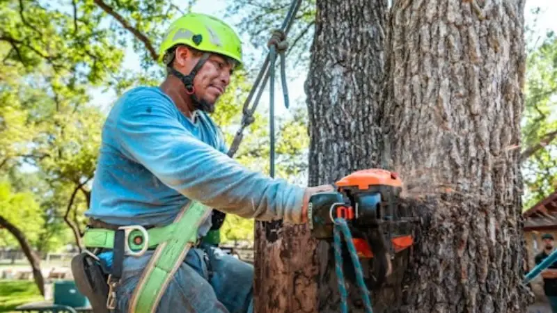 Tree Trimming Techniques