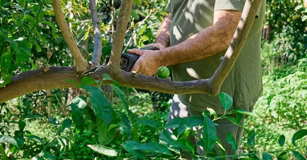 trimming lemon tree