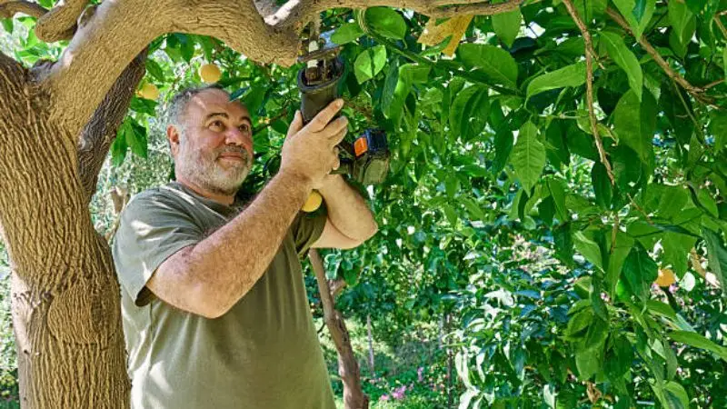 Best time for trimming the lemon tree