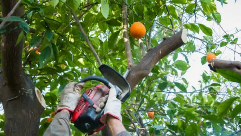 Guide on Trimming a lemon tree