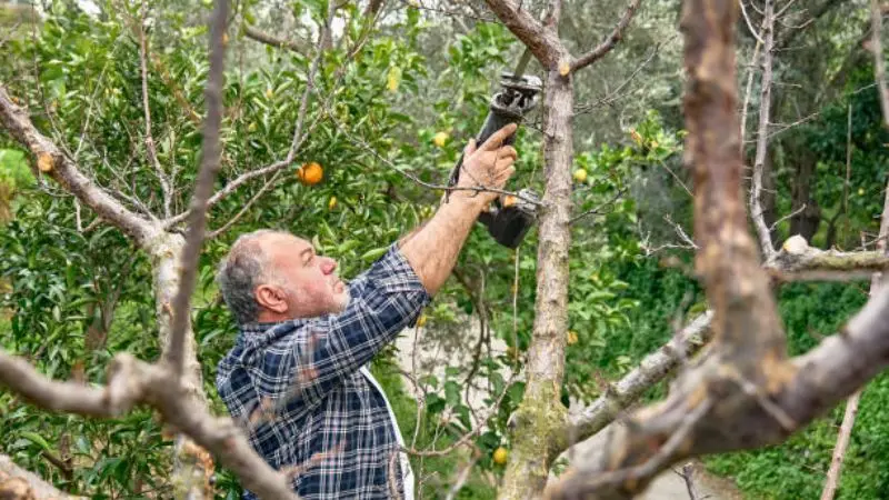 Trimming lemon tree for max growth