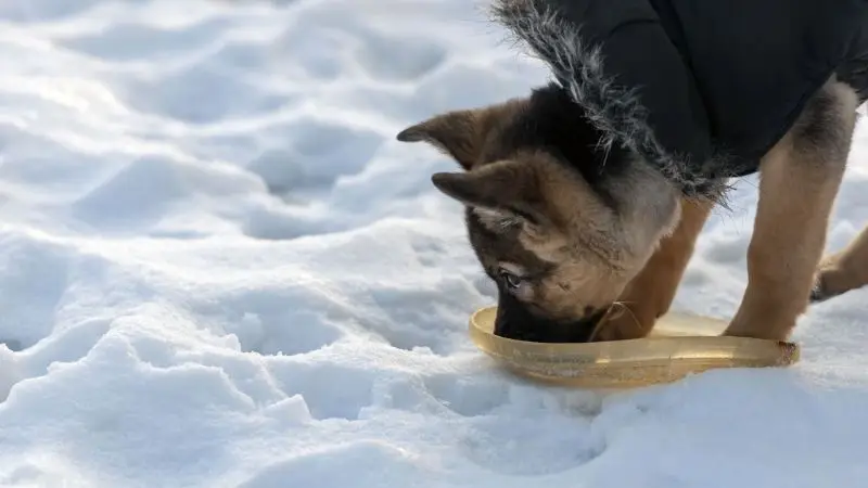 ingredients to avoid in ice melt products