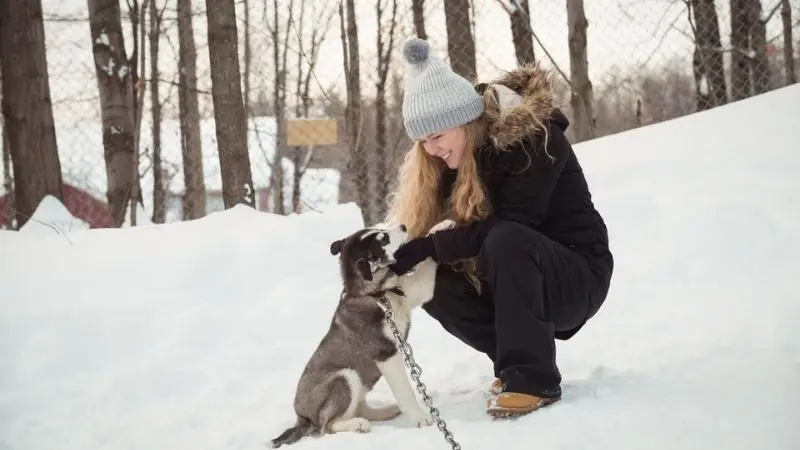 How to choose the best pet-safe ice melt?