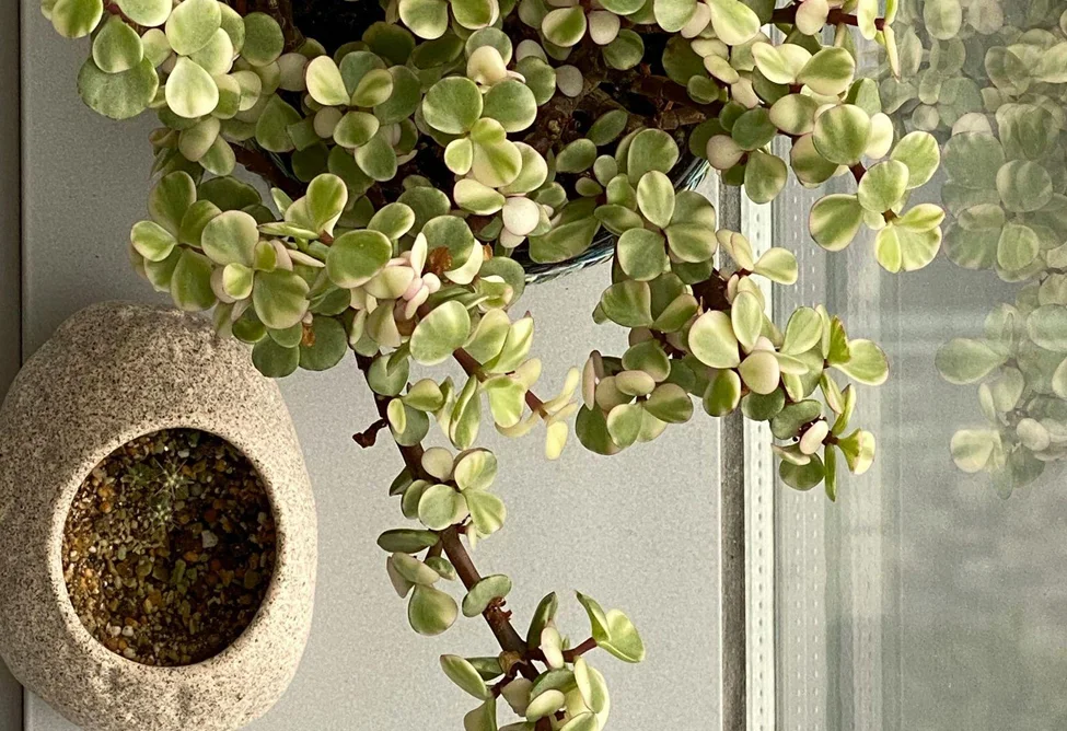 smoky jade green shade