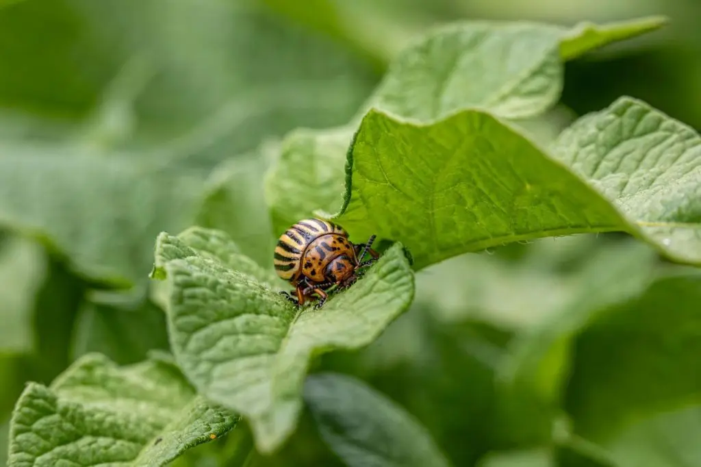 A ladybug crawling on a green leaf.