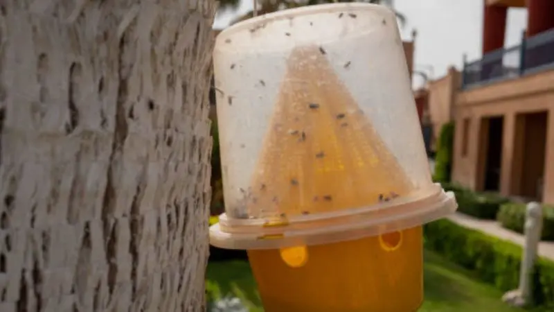effective DIY mosquito control methods