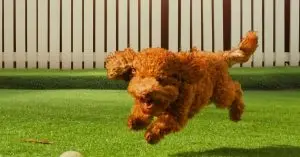 backyard playhouse design