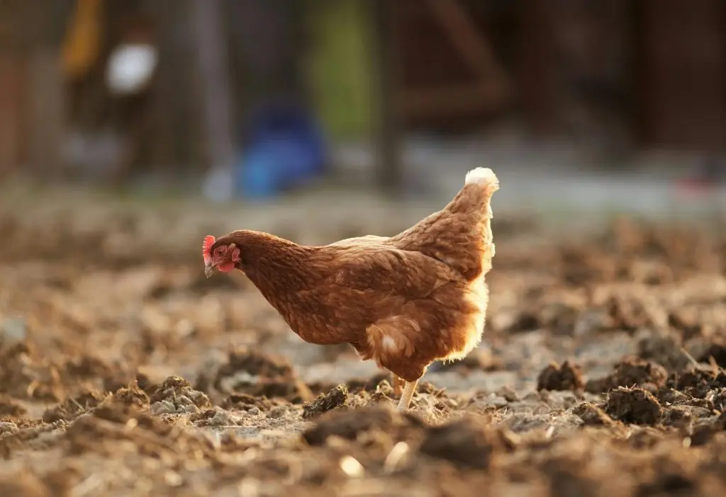 Close-up shot of a chicken standing on the ground 